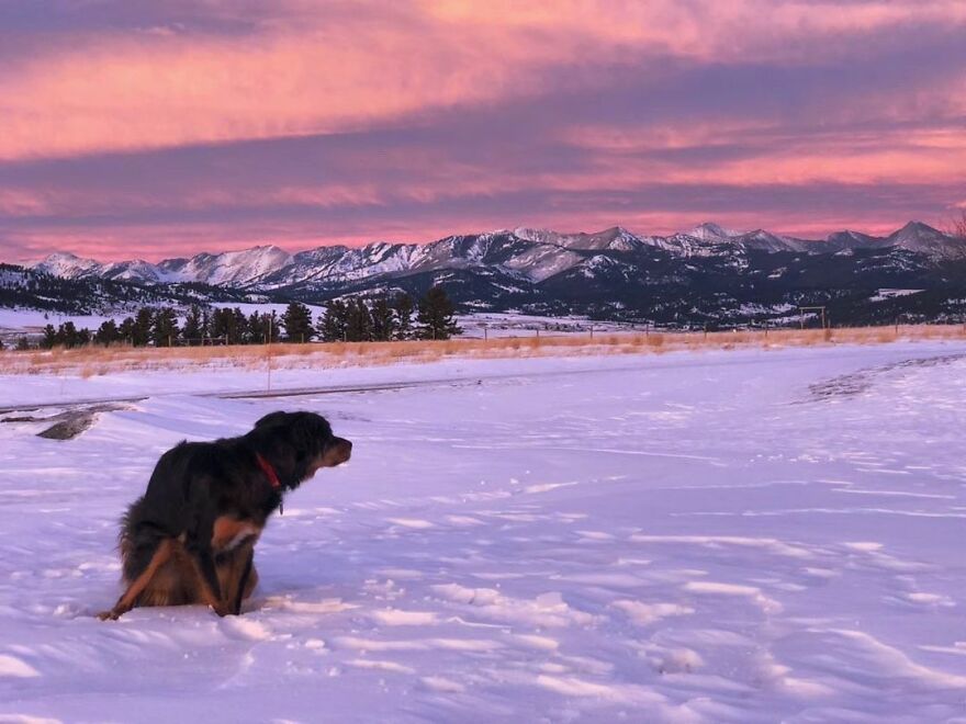 Bodhi In Montana