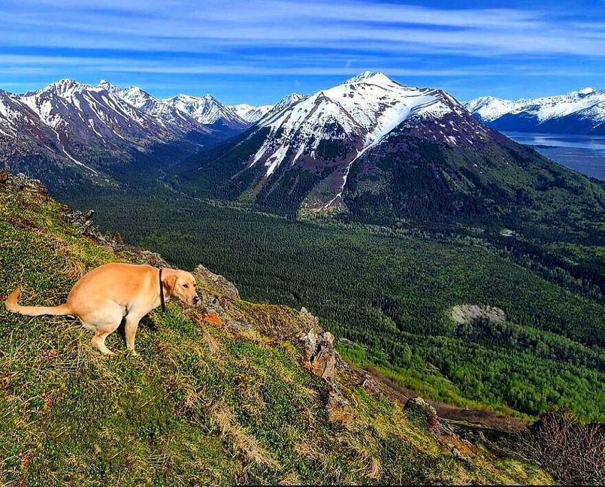 Bailey In Chugach State Park, Alaska