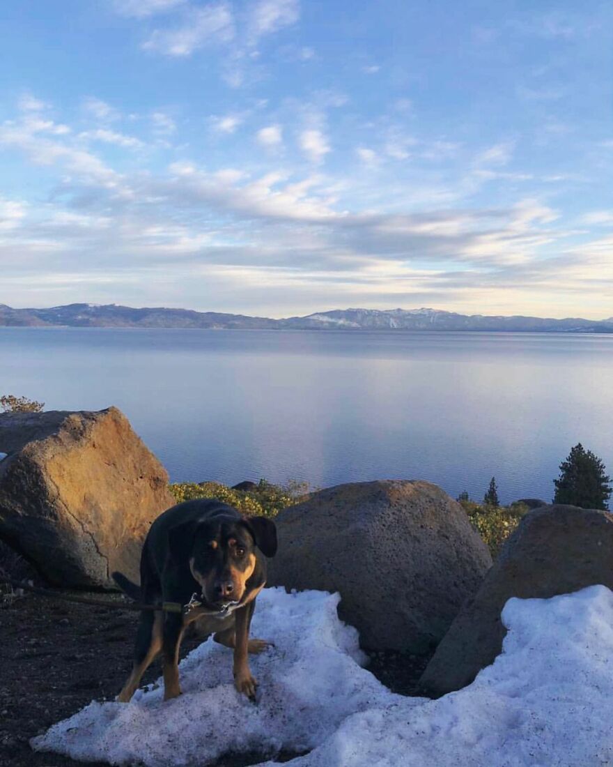 Hamilton And Nala Pooping In Lake Tahoe, California