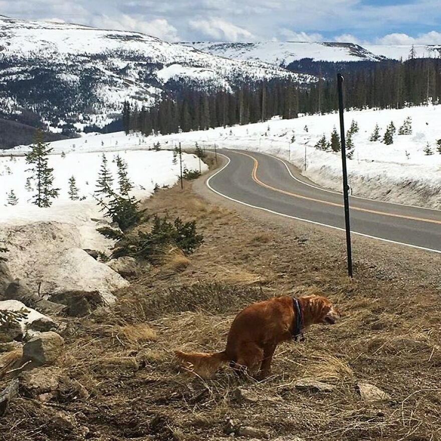 Poops 11,500 Feet Up In Creede, Colorado