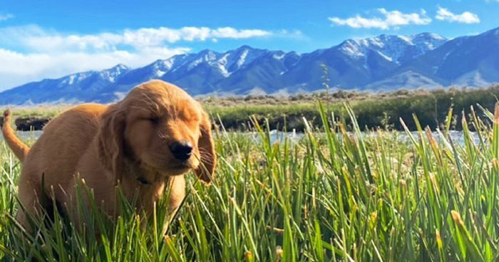 Folks Share Funny Pics Of Gorgeous Places Photobombed By A Pooping Dog (40 Images)