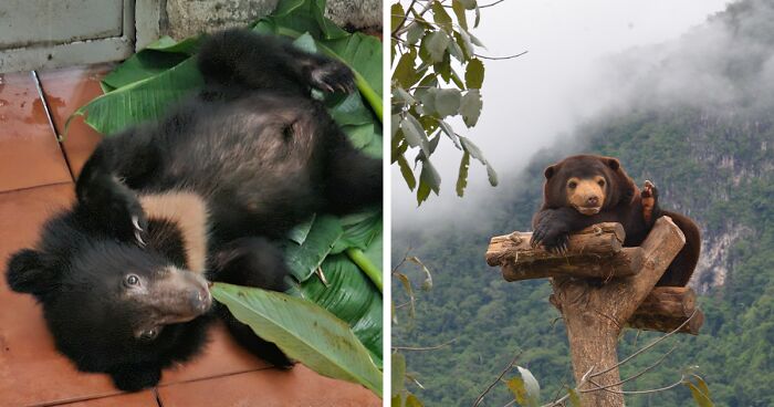 A Double Rescue Day: Saving Two Tiny Bear Cubs