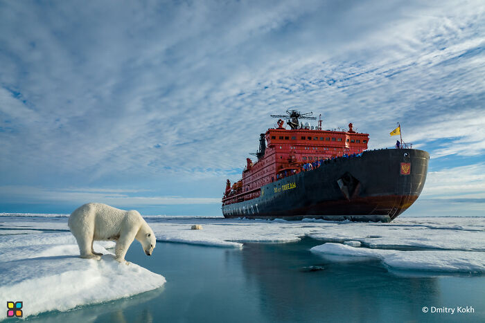 A polar bear on ice watches a large ship approach, highlighting sustainability in breathtaking photography.