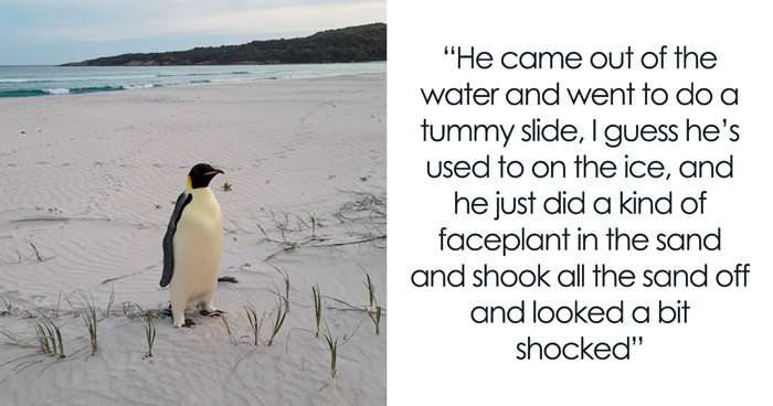 Meet The First Emperor Penguin Known To Reach Australia From His Home In Antarctica