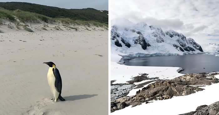 Emperor Penguin Travels Over 2,000 Miles For An Adventure Of A Lifetime