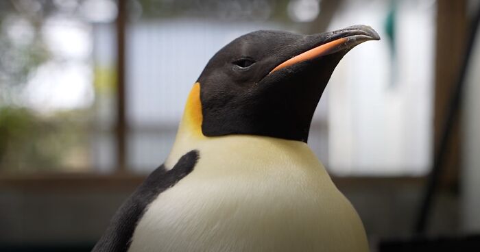 Emperor Penguin Travels Over 2,000 Miles For An Adventure Of A Lifetime