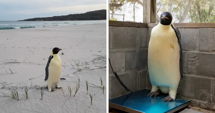 Meet The First Emperor Penguin Known To Reach Australia From His Home In Antarctica