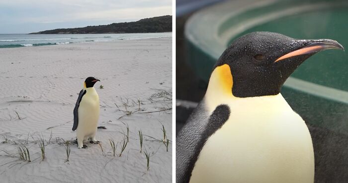 Emperor Penguin Makes Epic Journey From His Native Antarctica To Australia