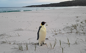 Emperor Penguin Travels Over 2,000 Miles For An Adventure Of A Lifetime