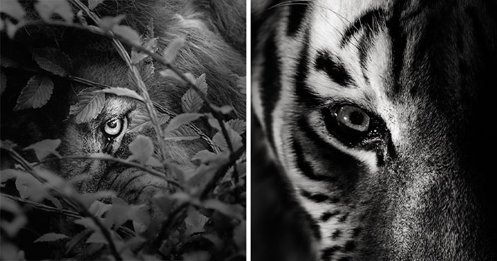 I Spent Hours Photographing Zoo Animals’ Eyes, And These 11 Photos Reveal Their Secret Emotions