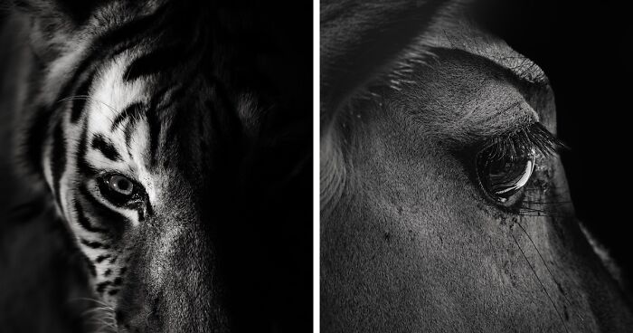 I Spent Hours Photographing Zoo Animals’ Eyes, And These 11 Photos Reveal Their Secret Emotions