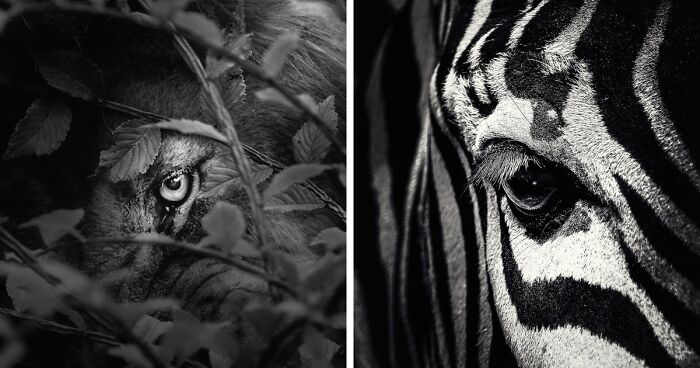 I Spent Hours Photographing Zoo Animals’ Eyes, And These 11 Photos Reveal Their Secret Emotions