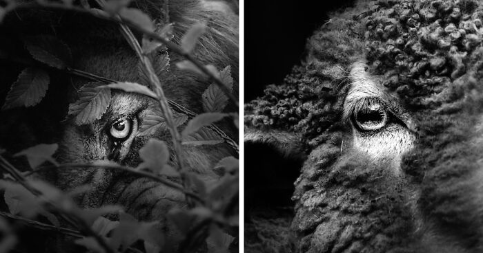 I Captured The Soul Of Zoo Animals Through Their Eyes, And Here Are 11 Photos To Prove It