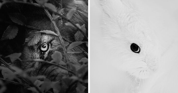 I Spent Hours Photographing Zoo Animals’ Eyes, And These 11 Photos Reveal Their Secret Emotions