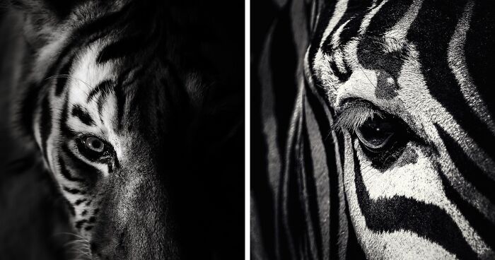 I Spent Hours Photographing Zoo Animals’ Eyes, And These 11 Photos Reveal Their Secret Emotions