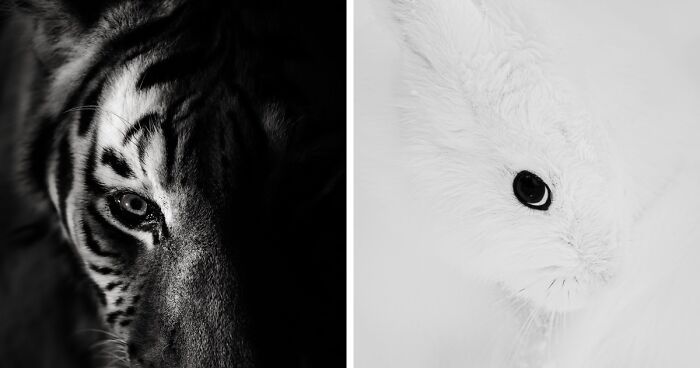 I Spent Hours Photographing Zoo Animals’ Eyes, And These 11 Photos Reveal Their Secret Emotions