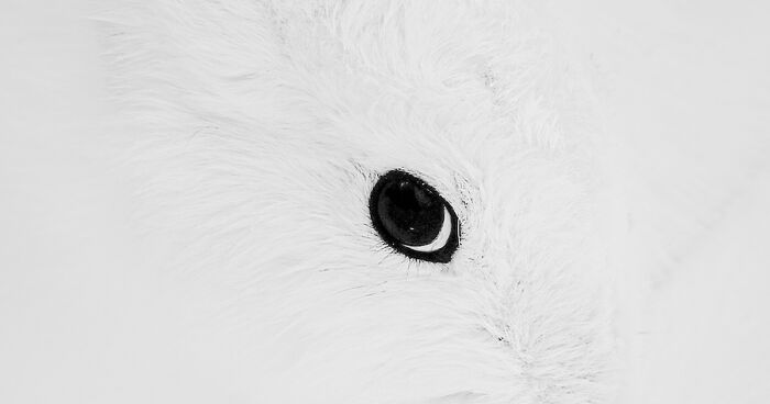 I Spent Hours Photographing Zoo Animals’ Eyes, And These 11 Photos Reveal Their Secret Emotions