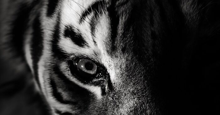 I Spent Hours Photographing Zoo Animals’ Eyes, And These 11 Photos Reveal Their Secret Emotions