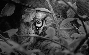 11 Animal Eye Shots I Took At The Zoo That Show A Side Of Wildlife You Rarely See