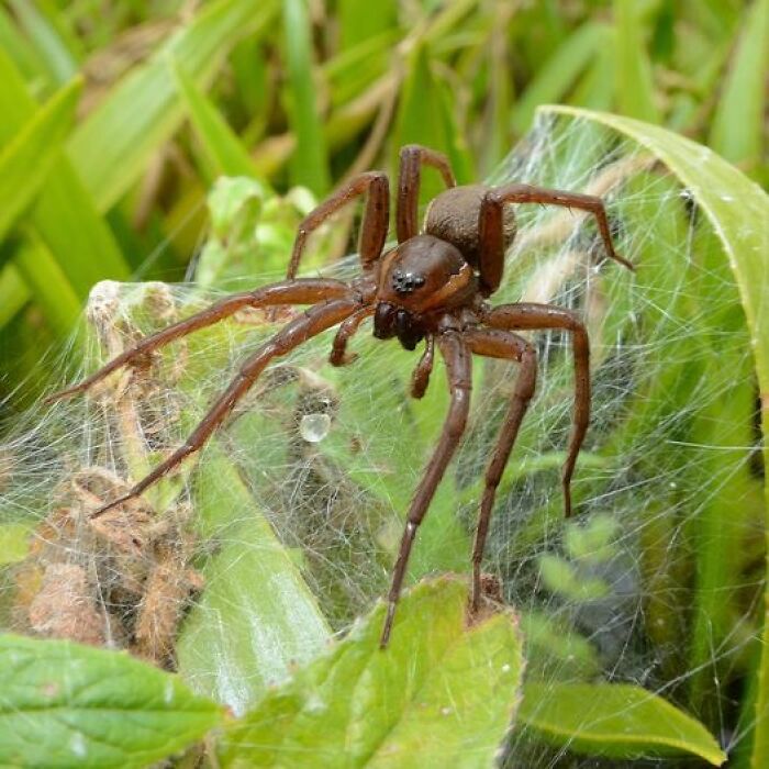 Zoo Celebrates Release Of Thousands Of “Giant Spiders” That Can Grow As Big As Your Hand