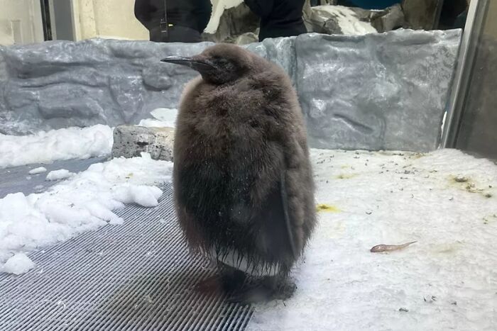 Pesto, The Viral Penguin, Is About To Lose All His Fluff And Become A Full-Fledged King Penguin