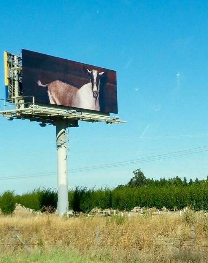 Billboard featuring a goat, illustrating funny ad fails in outdoor advertising.