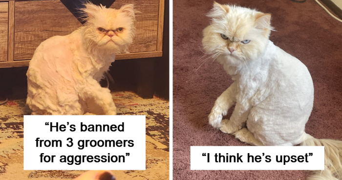 69 Times Groomers Tried… And Failed With These Pet Haircuts (New Pics)