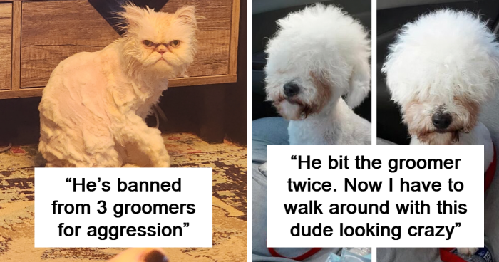 69 Haircuts That Made These Pets Go From Cute To Comical In Seconds (New Pics)