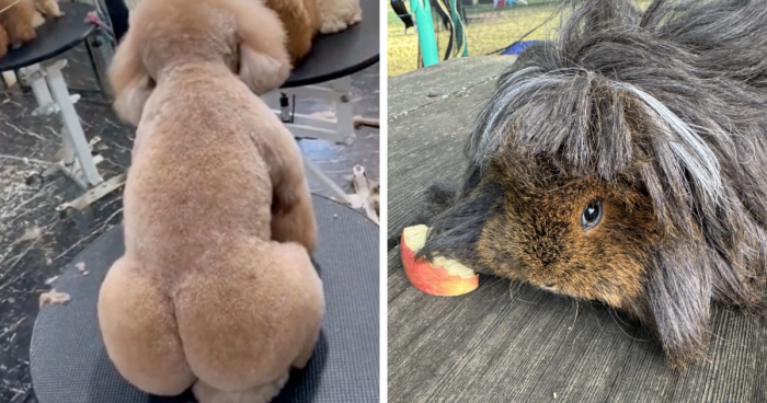 69 Times Pets Left The Groomer Looking Like Totally Different Animals (New Pics)