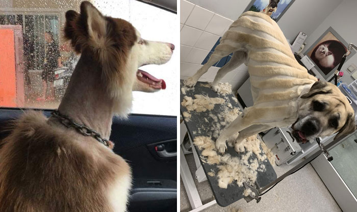 69 Times Pets Left The Groomer Looking Like Totally Different Animals (New Pics)