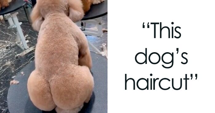 Hilarious Animal Haircut Fails To Make You Feel Better About Your Own (New Pics)