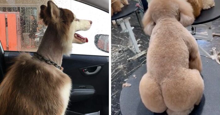 69 Pet Haircuts That Look Like They Were Just Honest Mistakes (New Pics)