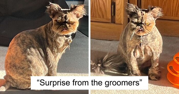 Pets That Will Probably Never Be Given A Haircut Again (New Pics)