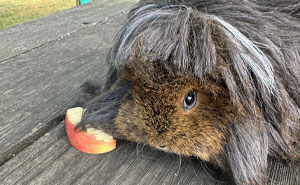 50 Times Pets Left The Groomer Looking Like Totally Different Animals (New Pics)