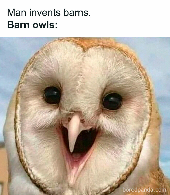 Close-up of a barn owl with a humorous expression, perfect material for memes.