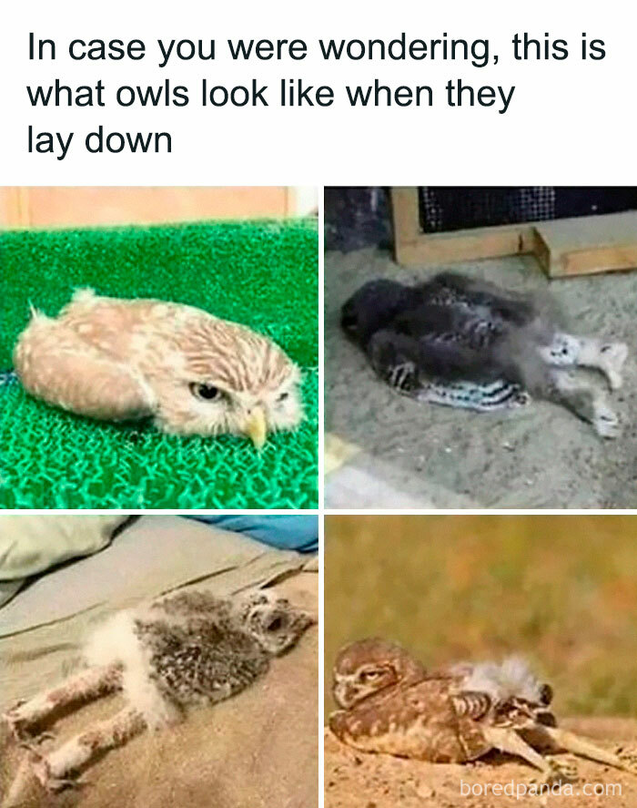 Owls lying down in funny poses, showcasing birds in meme-worthy positions.