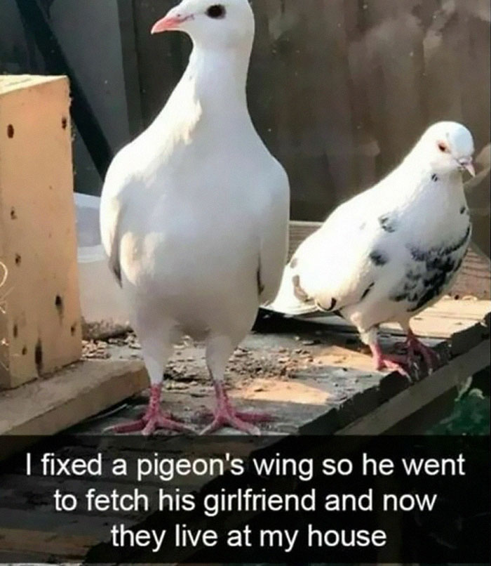 Funny-Birds-Memes