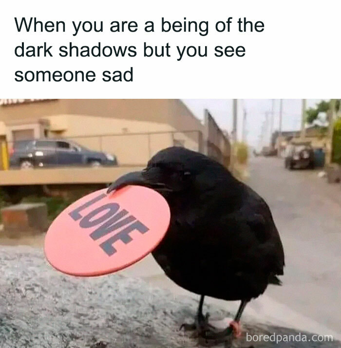 Funny-Birds-Memes