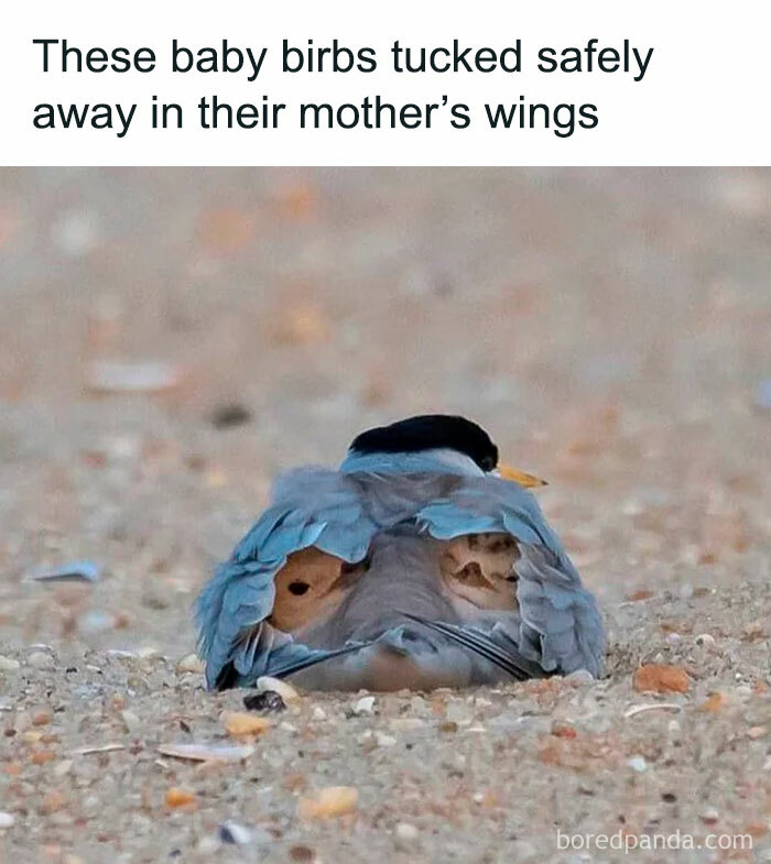 Funny-Birds-Memes