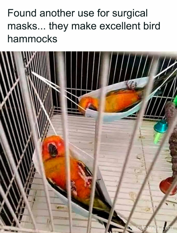 Funny-Birds-Memes