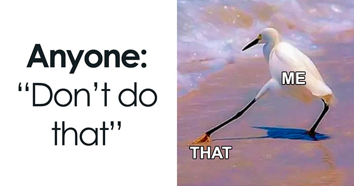 50 Times Birds Were Perfect Material For Memes