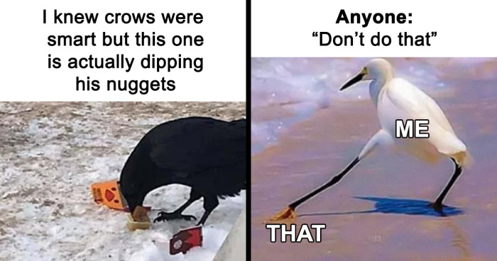 These Funny Memes Have A Common Denominator, And That Is Birds