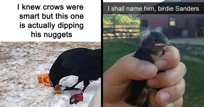 103 Top-Quality Bird Memes That Might Make You Chuckle