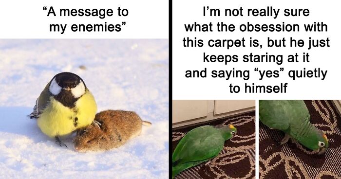 103 Times Birds Inspired Hilarious Memes