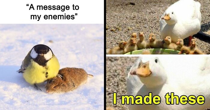 This IG Account Shares Bird Memes Daily, And These 103 Are The Funniest Ones