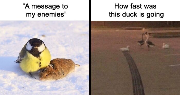 103 Times Birds Somehow Ended Up In Hilarious Memes