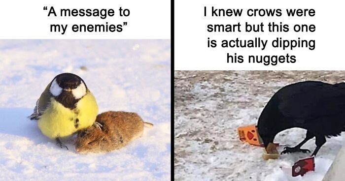 Birds Are Hilarious And Can Easily Be Turned Into A Meme, So Here Are 103 Of Them