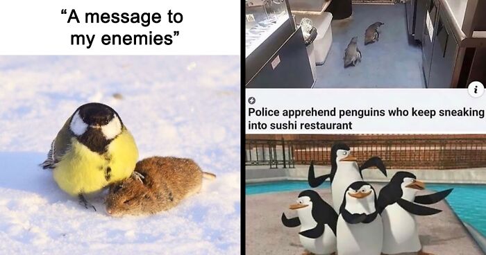 50 Times Birds Were Perfect Material For Memes