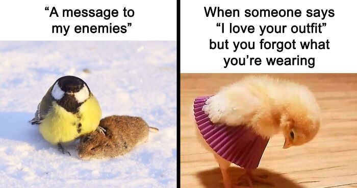 Over 100K People Follow This Instagram Account That Is Dedicated To Bird Memes