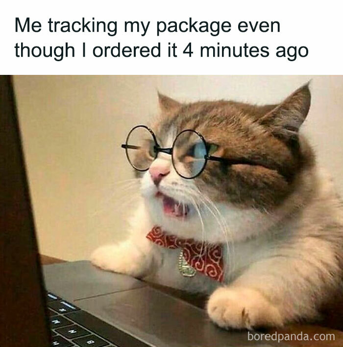 Cat with glasses and bow tie eagerly watching a laptop, humorously depicting Funny-Black-Friday-Memes.